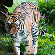 3 ZooKrefeld Tiger